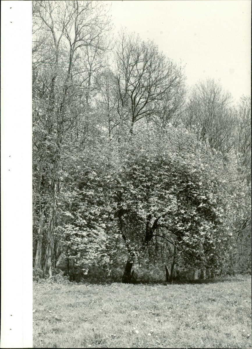 Ewidencja parkowa, skan nr 21