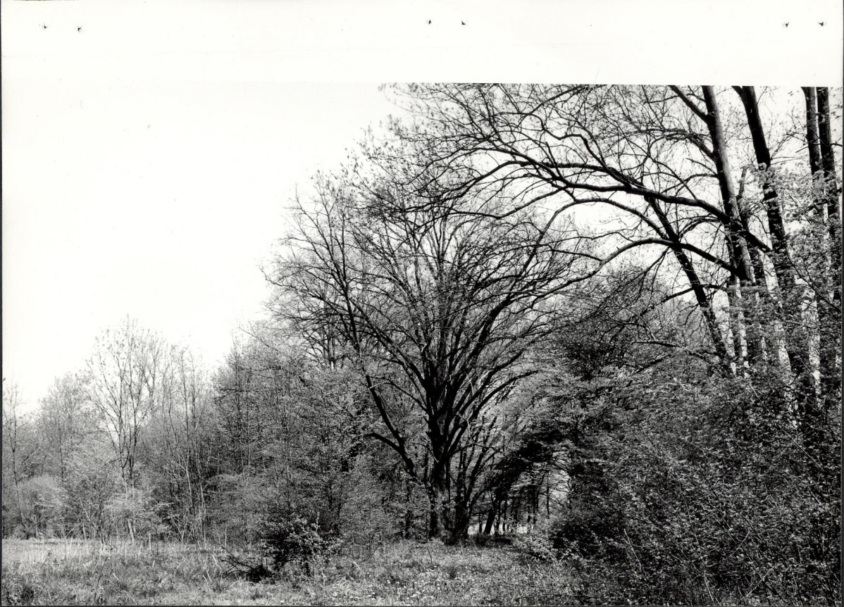 Ewidencja parkowa, skan nr 23