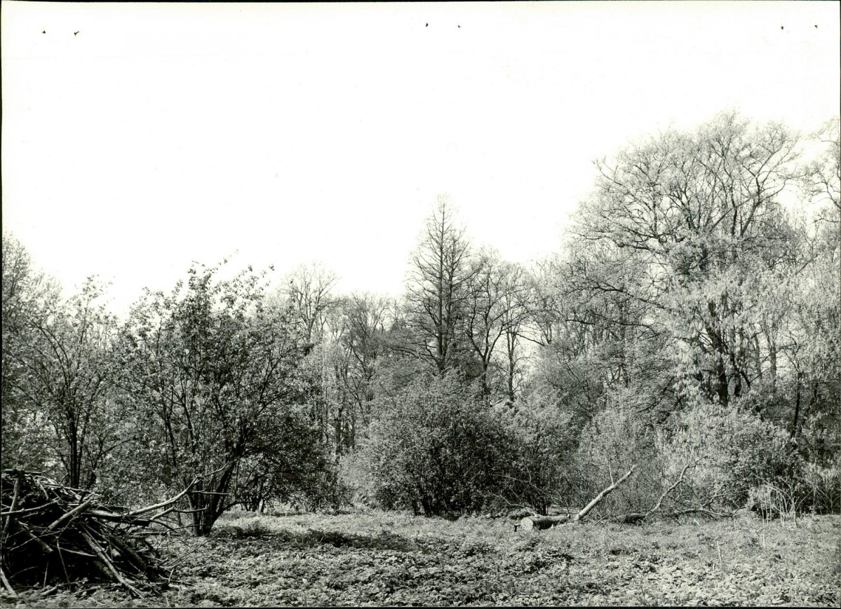 Ewidencja parkowa, skan nr 31