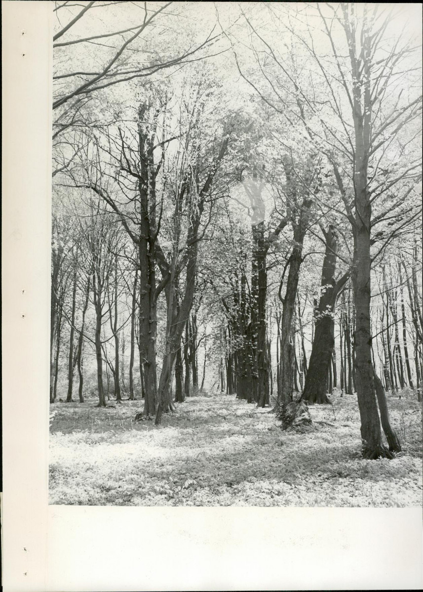 Ewidencja parkowa, skan nr 14