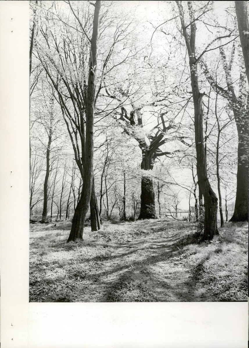 Ewidencja parkowa, skan nr 16