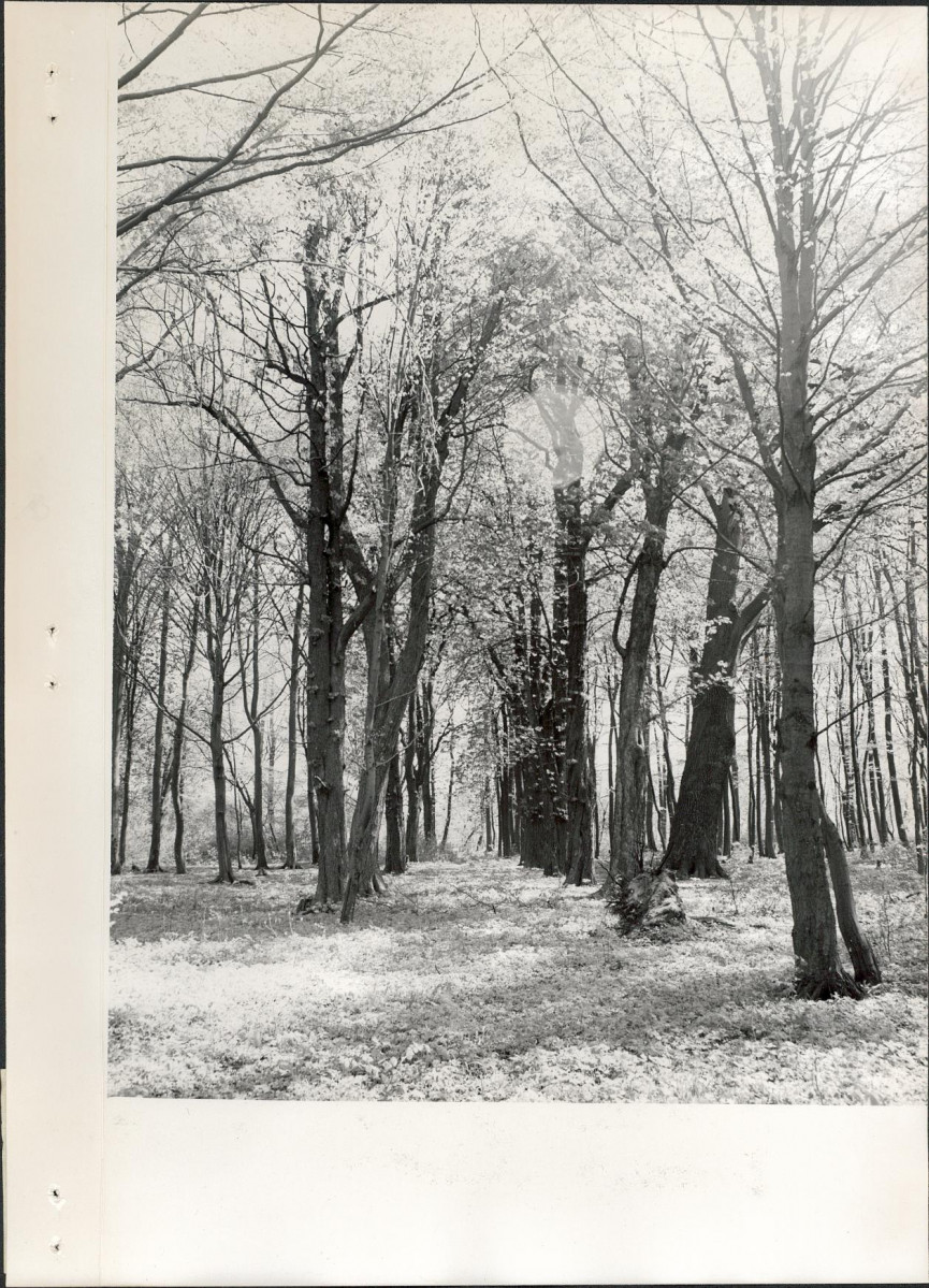 Ewidencja parkowa, skan nr 18
