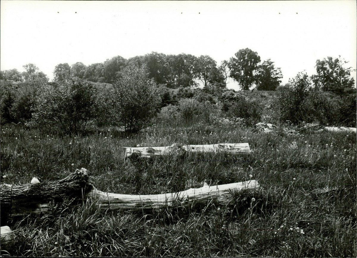 Ewidencja parkowa, skan nr 15