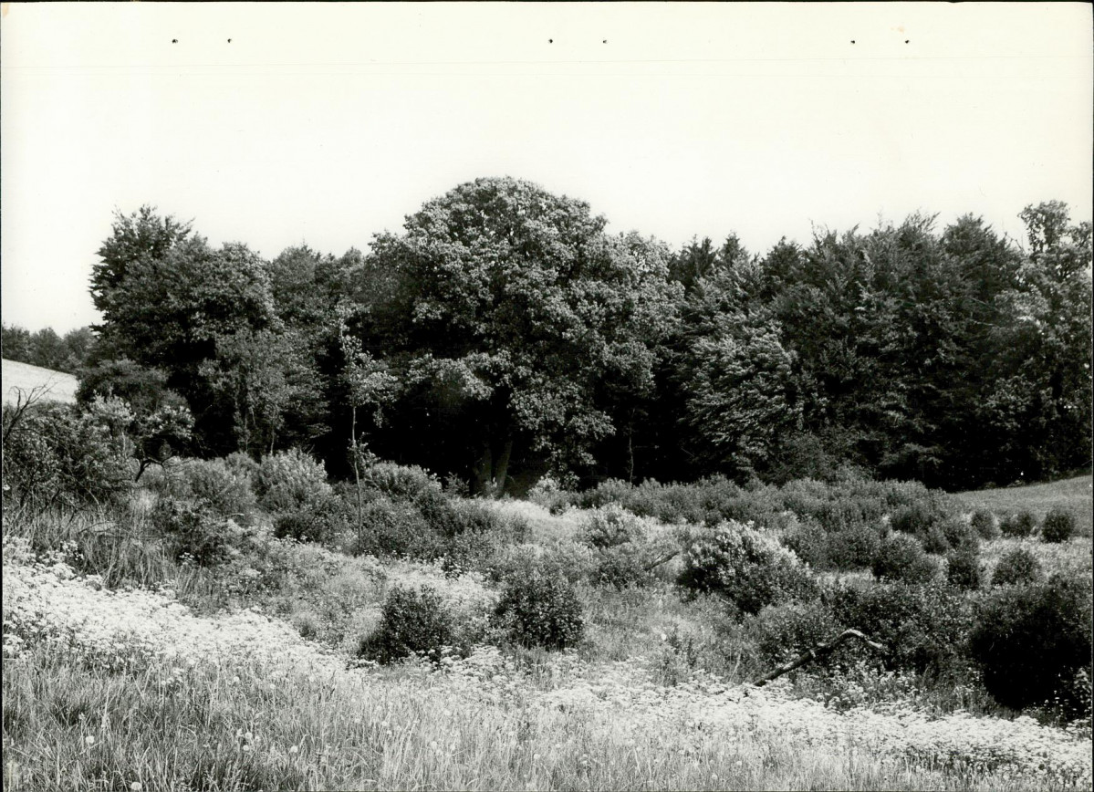 Ewidencja parkowa, skan nr 19
