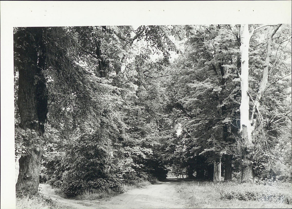 Ewidencja parkowa, skan nr 19