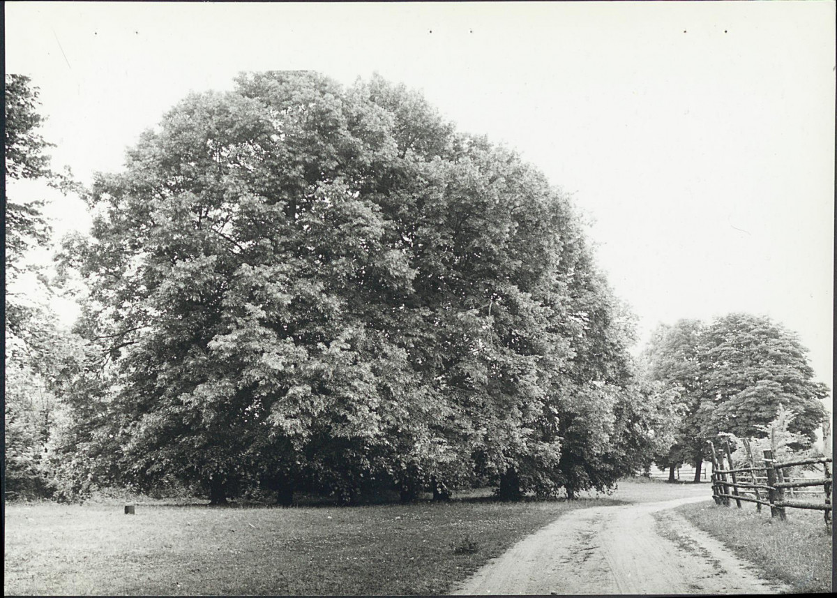 Ewidencja parkowa, skan nr 21