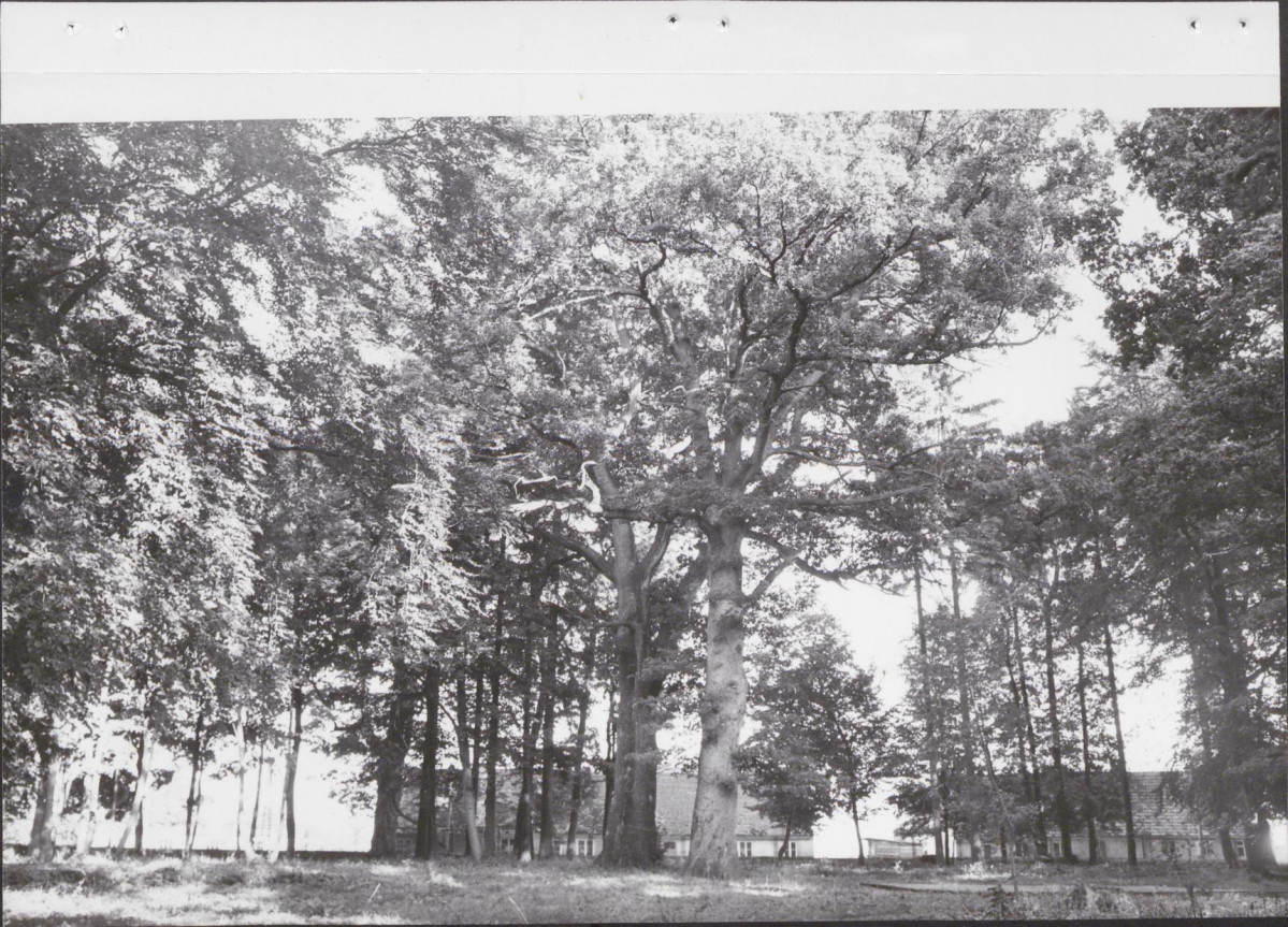 Ewidencja parkowa, skan nr 19