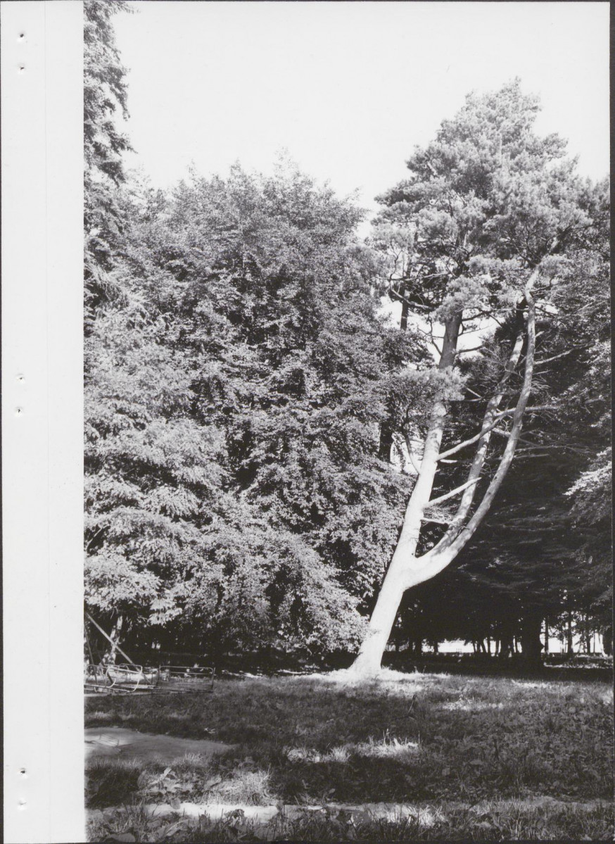 Ewidencja parkowa, skan nr 25