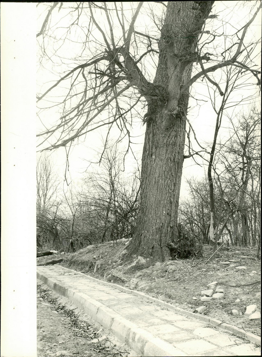 Ewidencja parkowa, skan nr 22