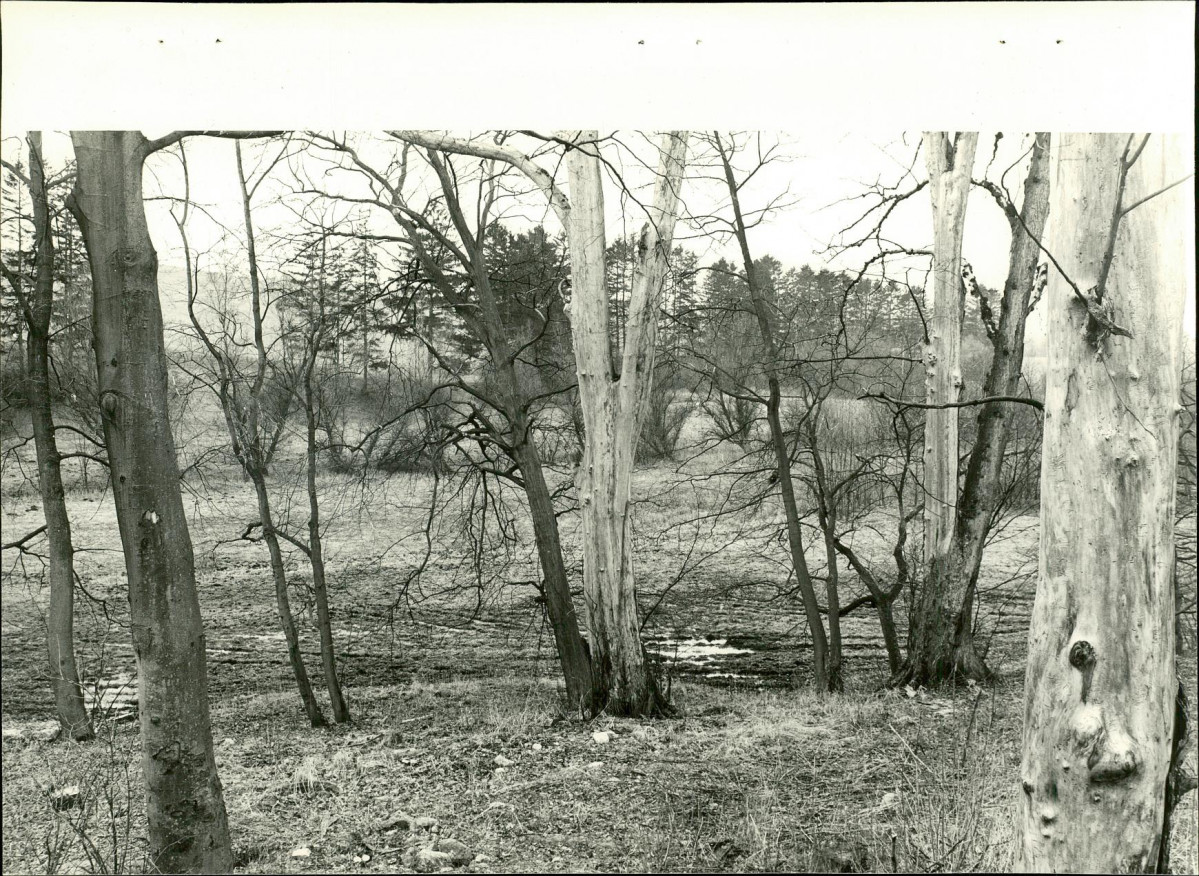 Ewidencja parkowa, skan nr 28