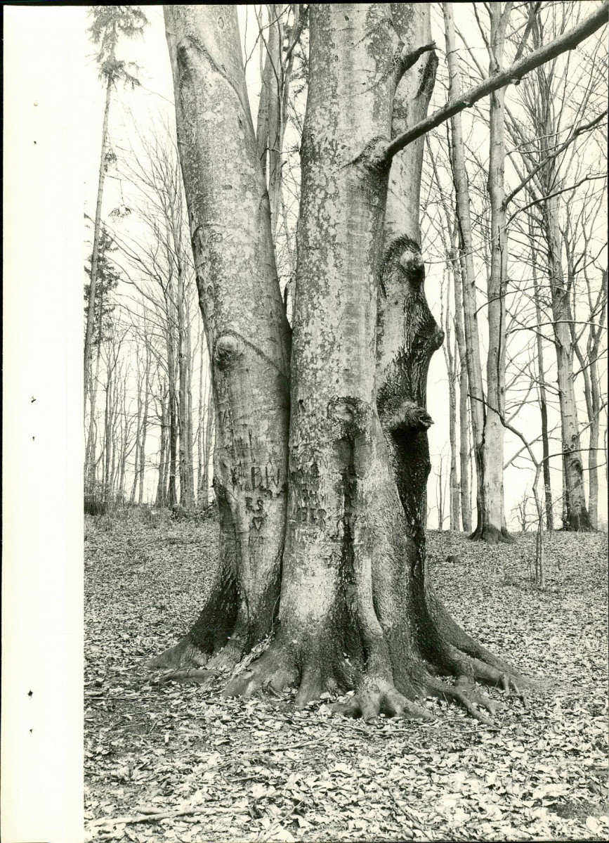 EP - Ewidencja parkowa, skan nr 40