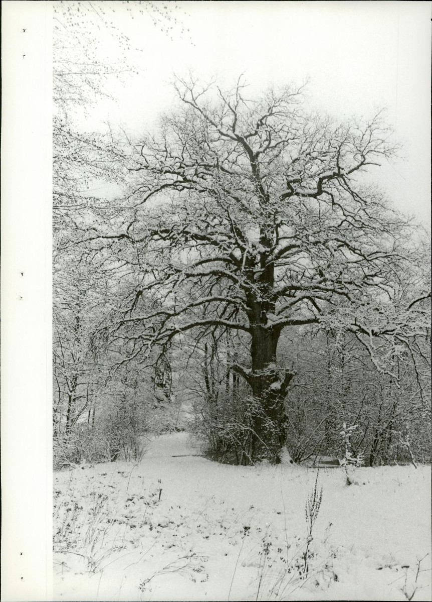 Ewidencja parkowa, skan nr 21
