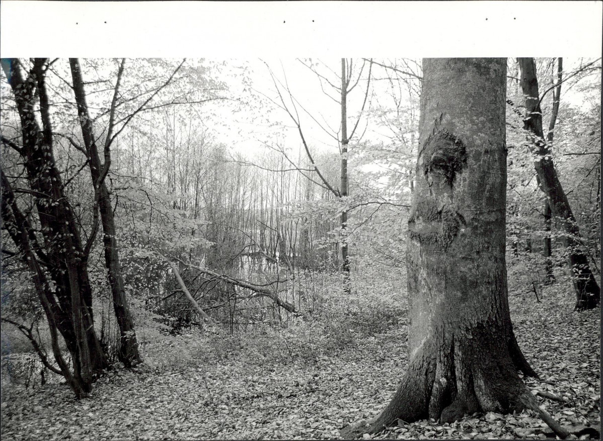 Ewidencja parkowa, skan nr 35