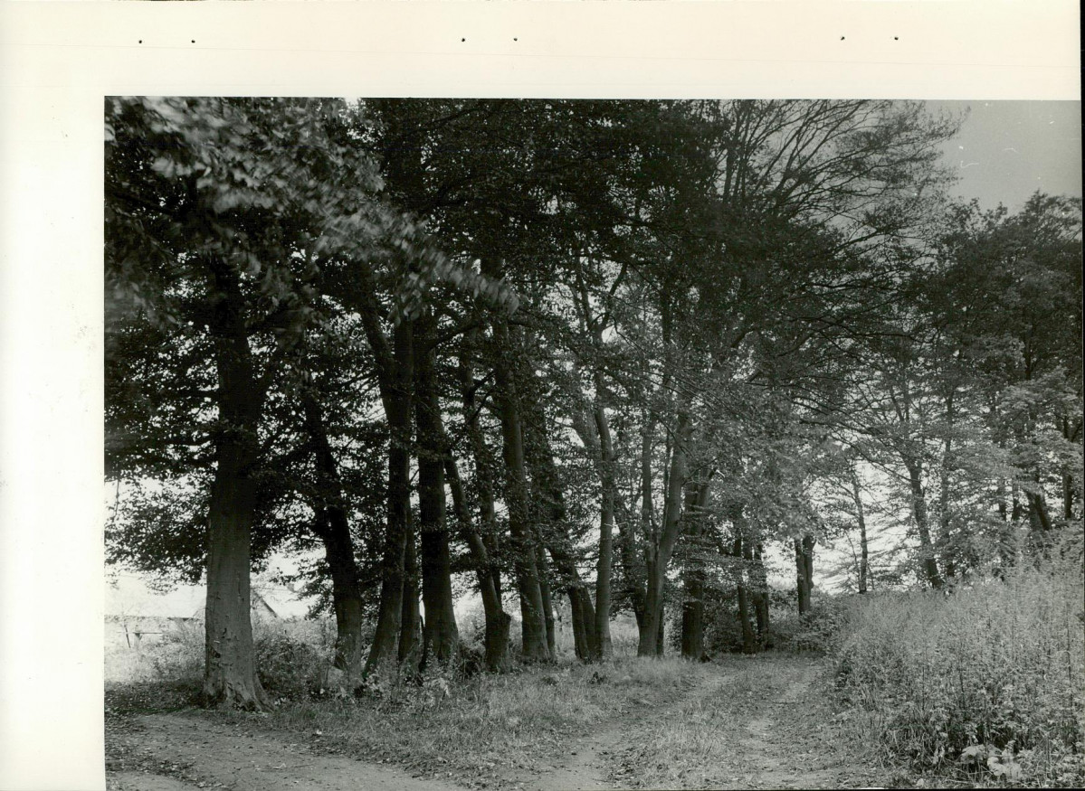 Ewidencja parkowa, skan nr 21
