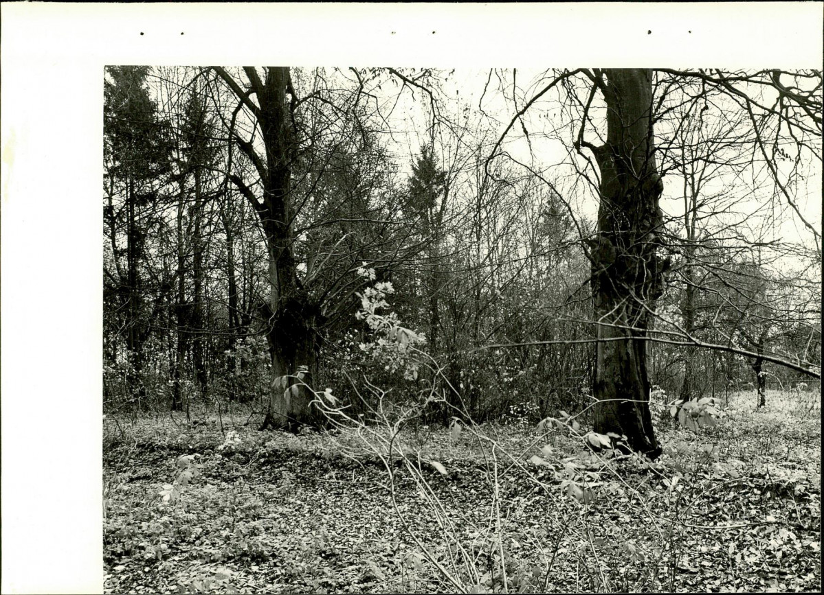 Ewidencja parkowa, skan nr 21