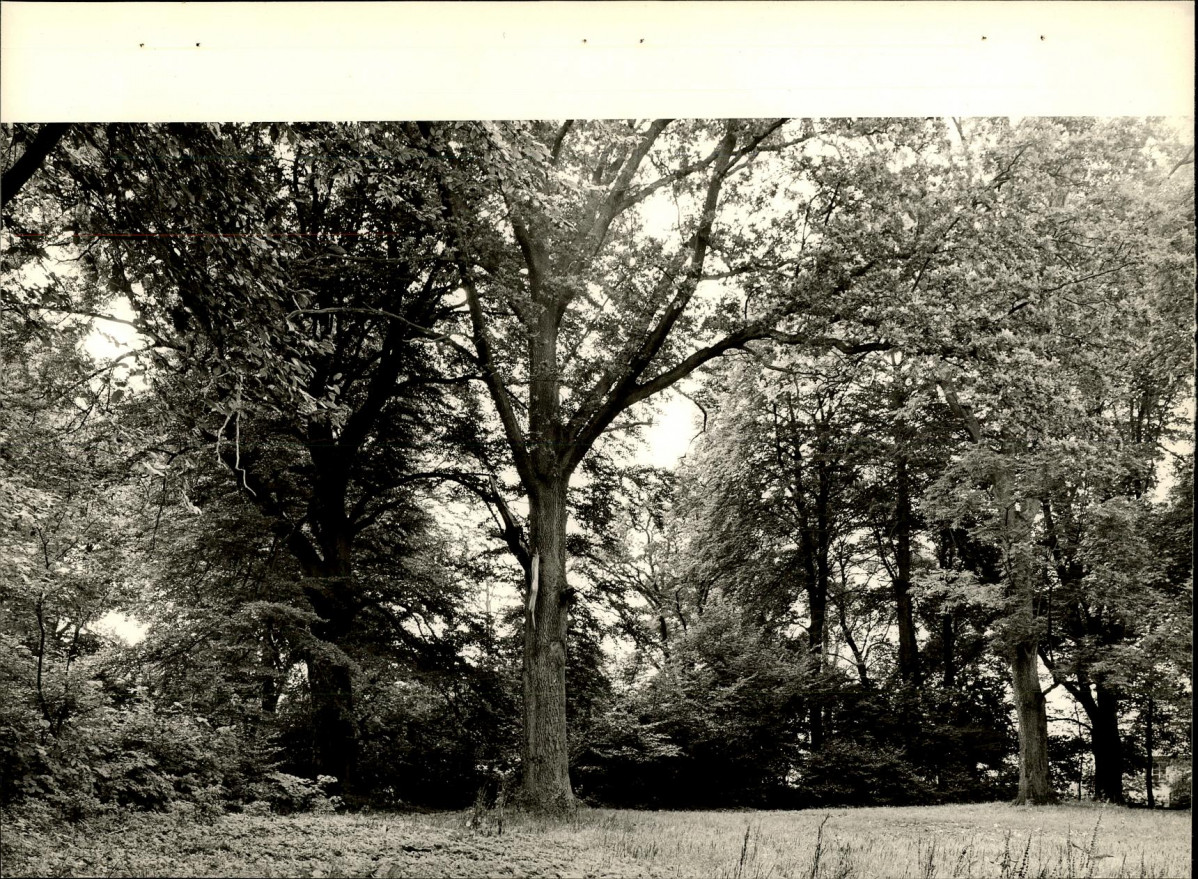 Ewidencja parkowa, skan nr 32
