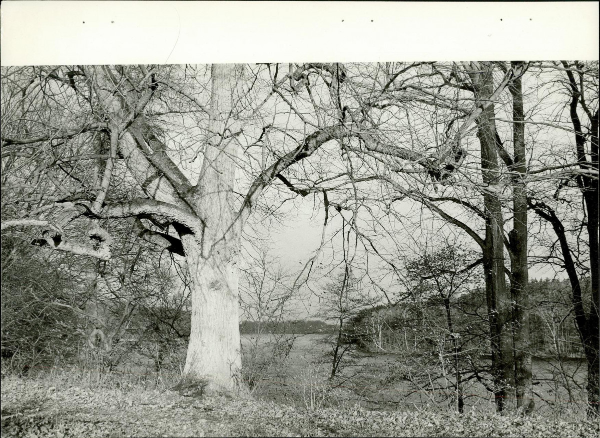 EP - Ewidencja parkowa, skan nr 29