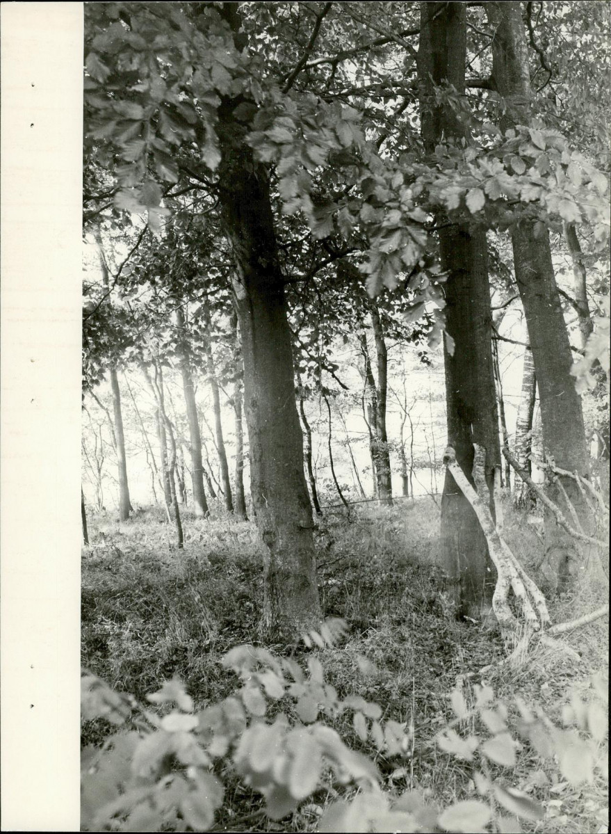 Ewidencja parkowa, skan nr 22
