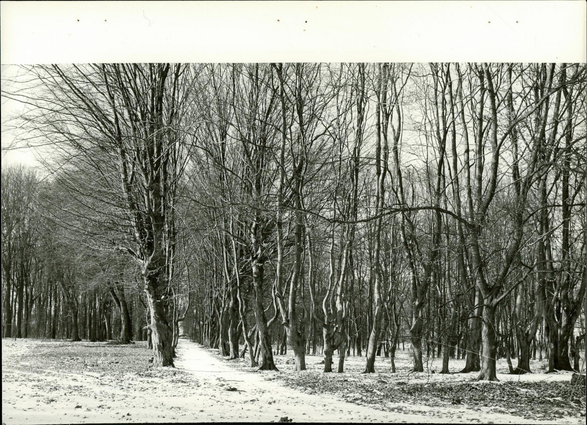 EP - Ewidencja parkowa, skan nr 38