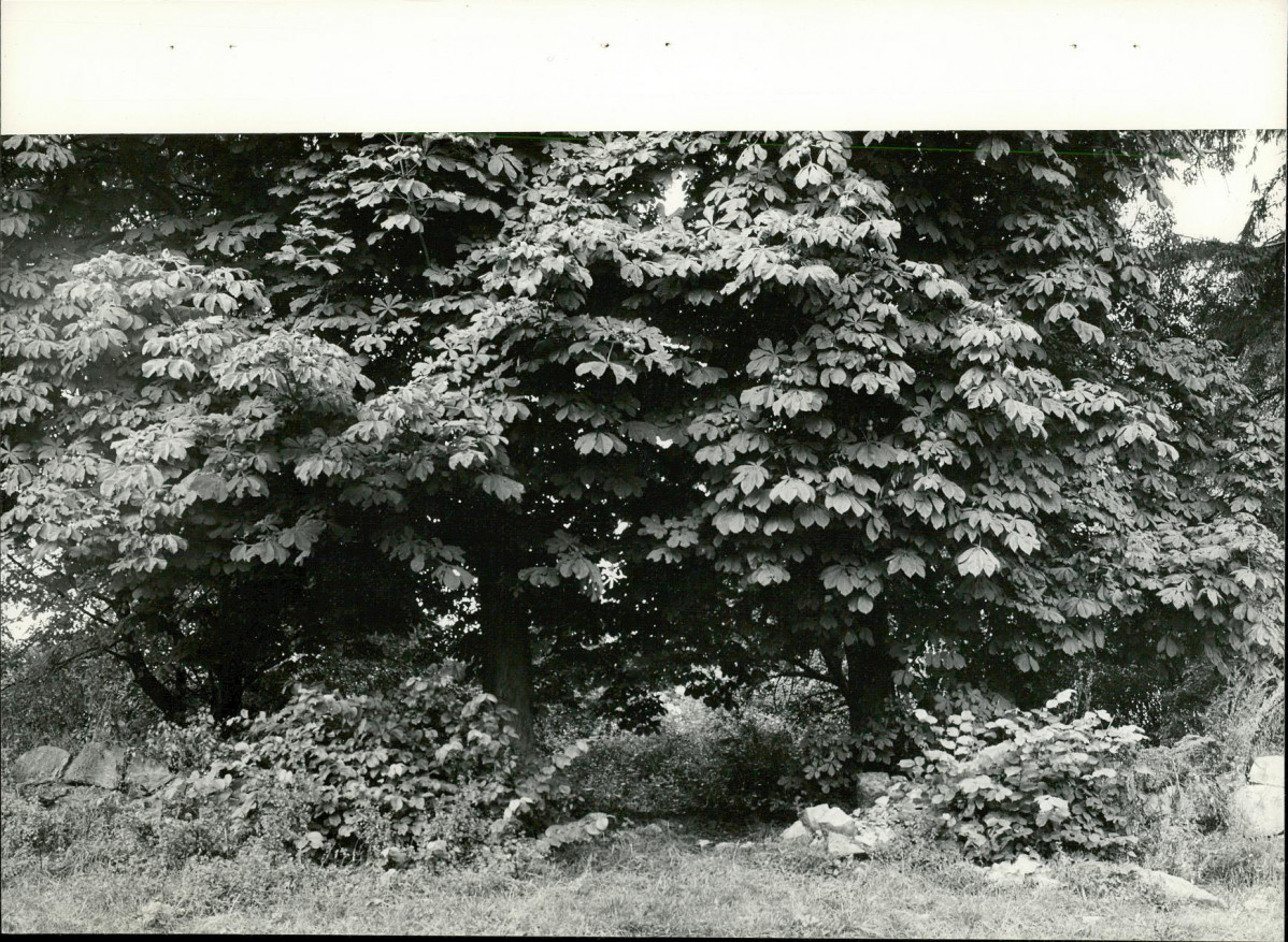 Ewidencja parkowa, skan nr 26