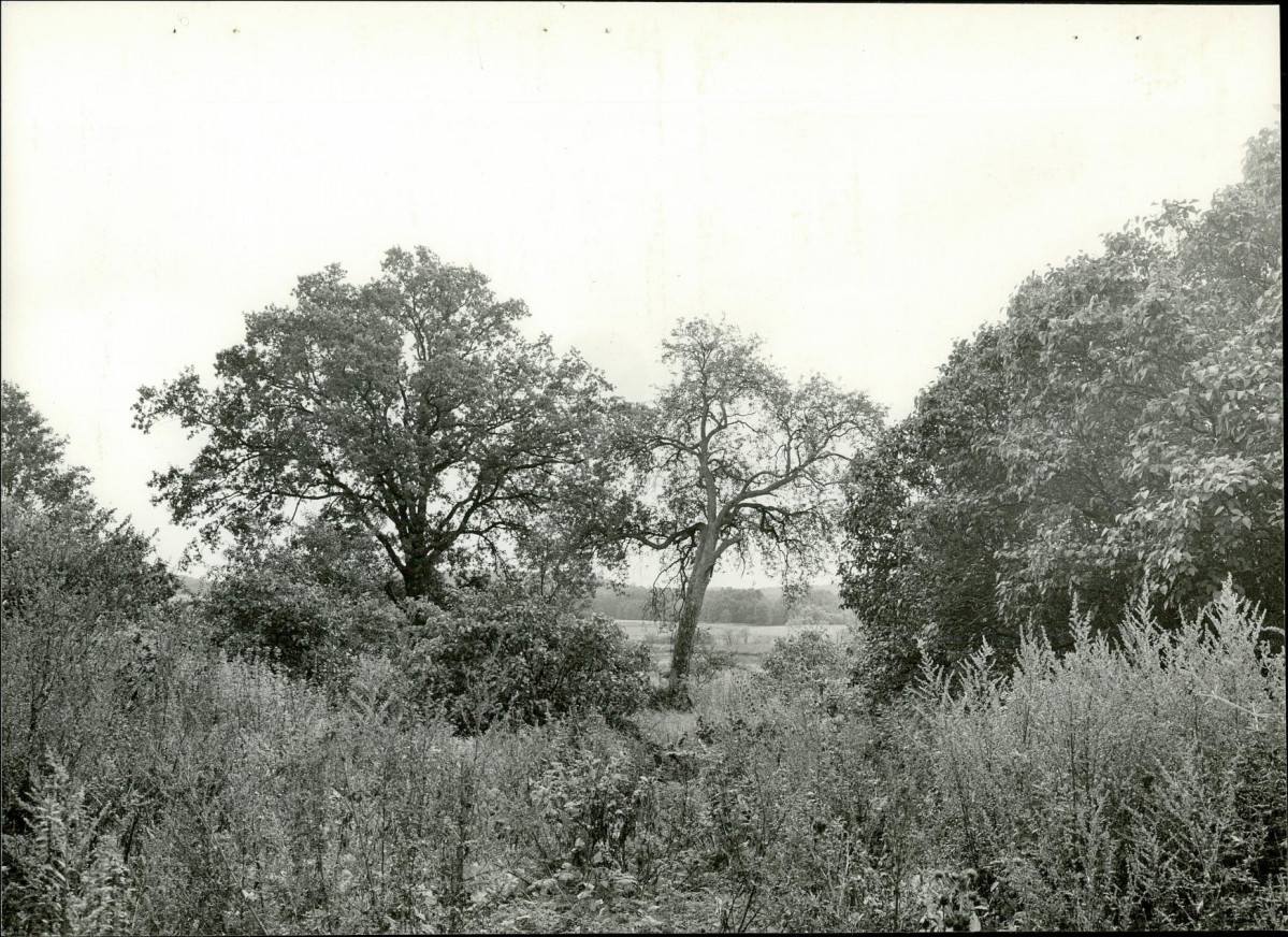 EP - Ewidencja parkowa, skan nr 19