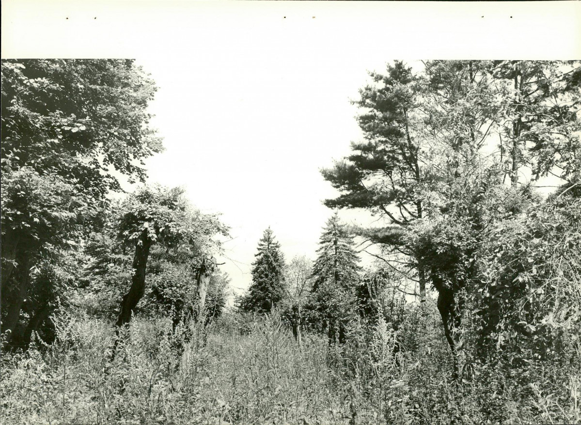 Ewidencja parkowa, skan nr 32
