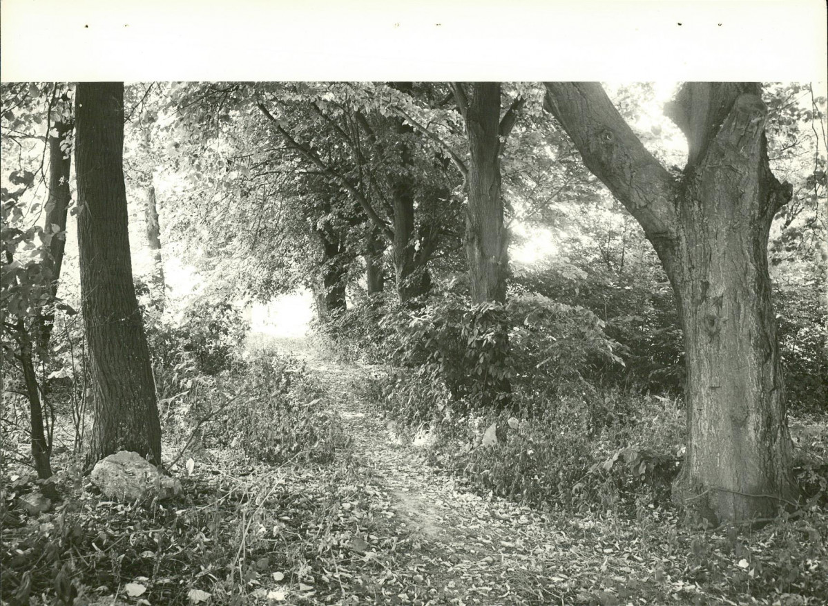 Ewidencja parkowa, skan nr 34