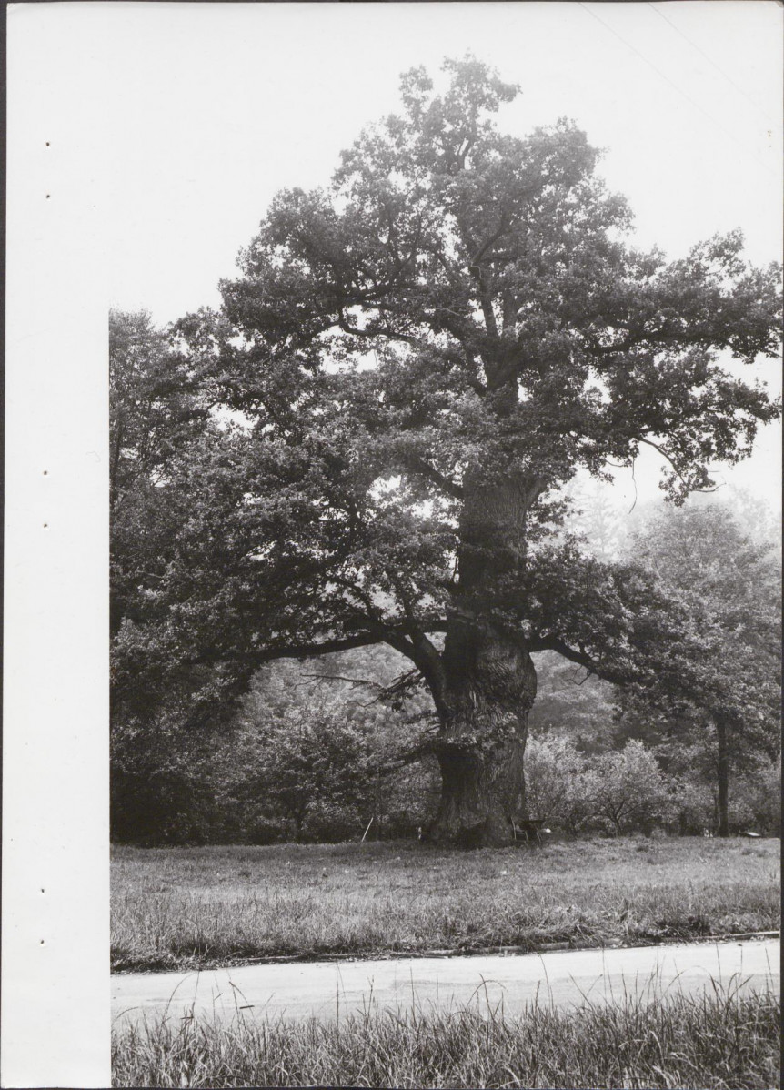 EP - Ewidencja parkowa, skan nr 31