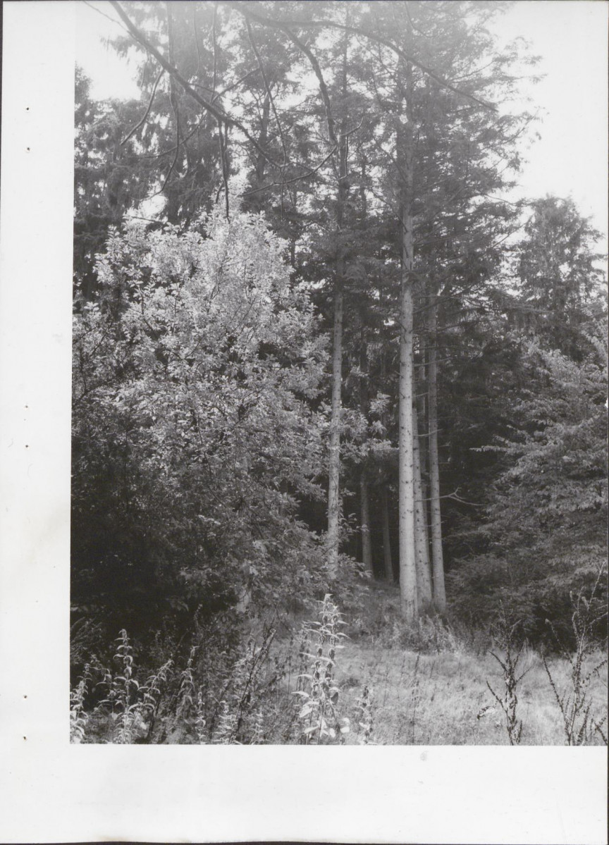 Ewidencja parkowa, skan nr 46