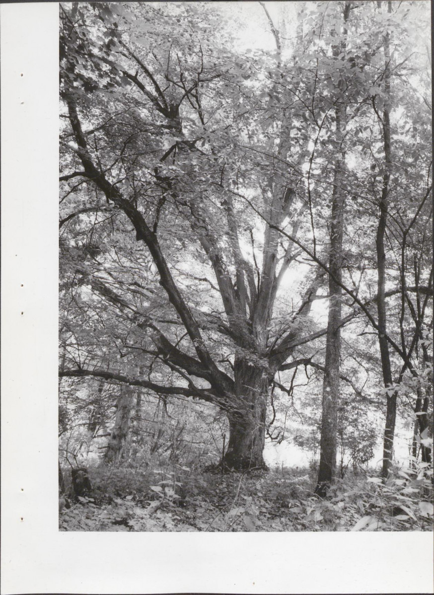 Ewidencja parkowa, skan nr 52