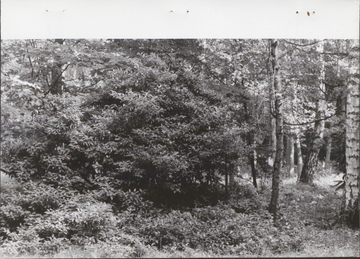 Ewidencja parkowa, skan nr 56