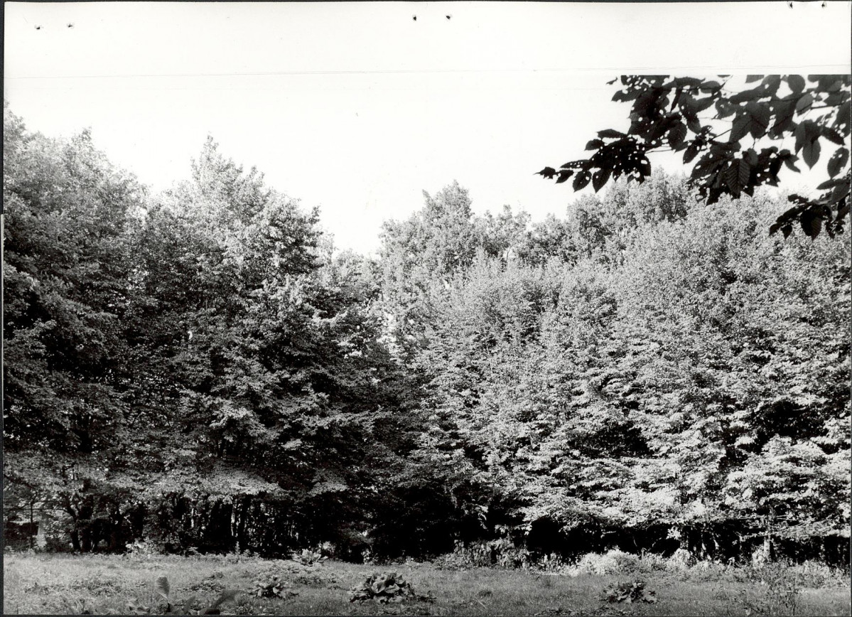 Ewidencja parkowa, skan nr 21