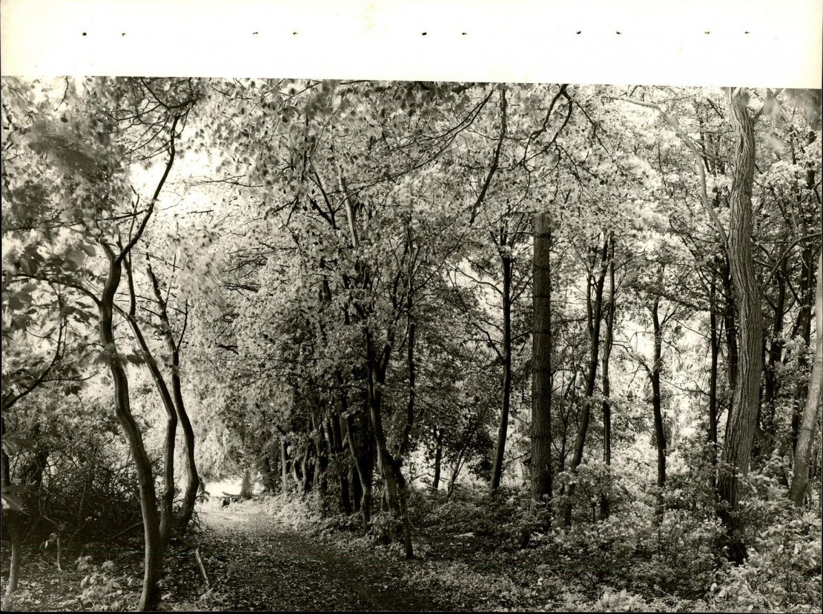 Ewidencja parkowa, skan nr 28