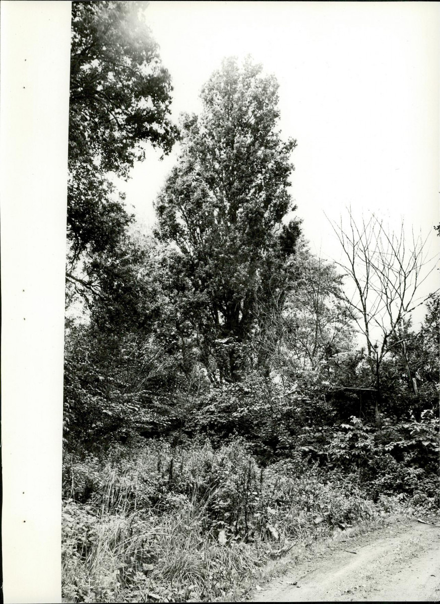 EP - Ewidencja parkowa, skan nr 24