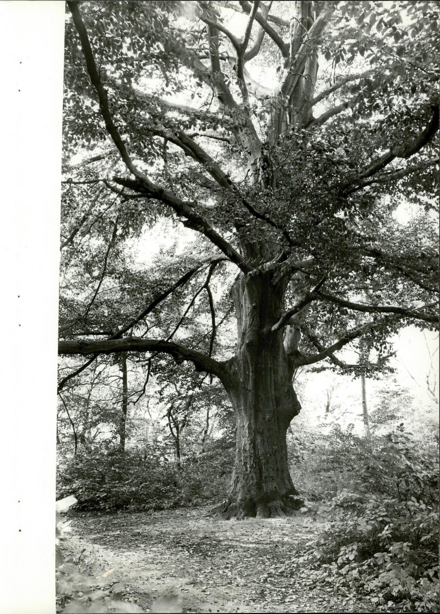 EP - Ewidencja parkowa, skan nr 26