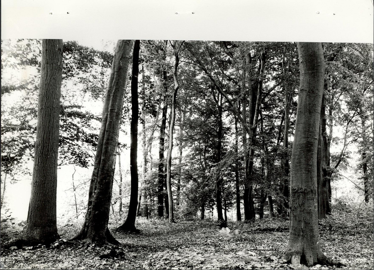 EP - Ewidencja parkowa, skan nr 34