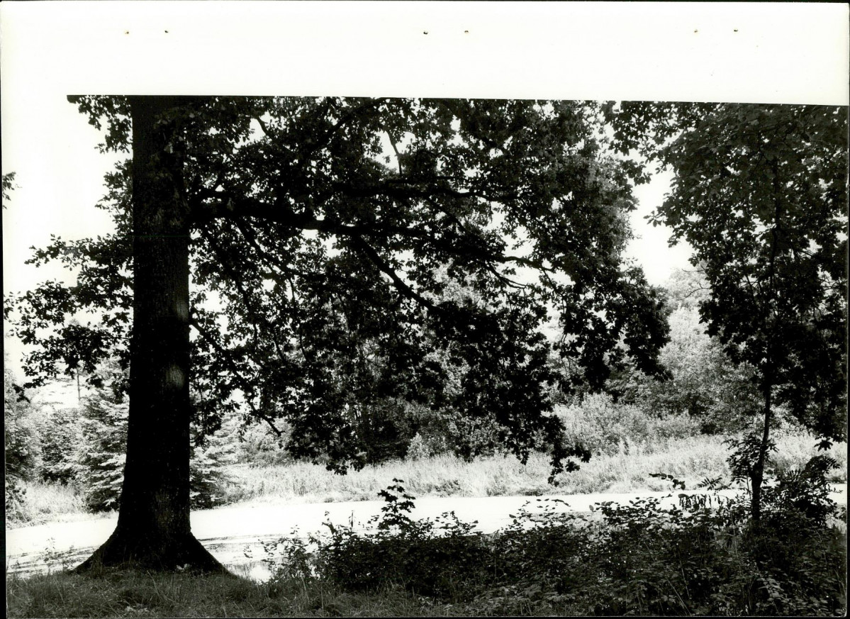 EP - Ewidencja parkowa, skan nr 30