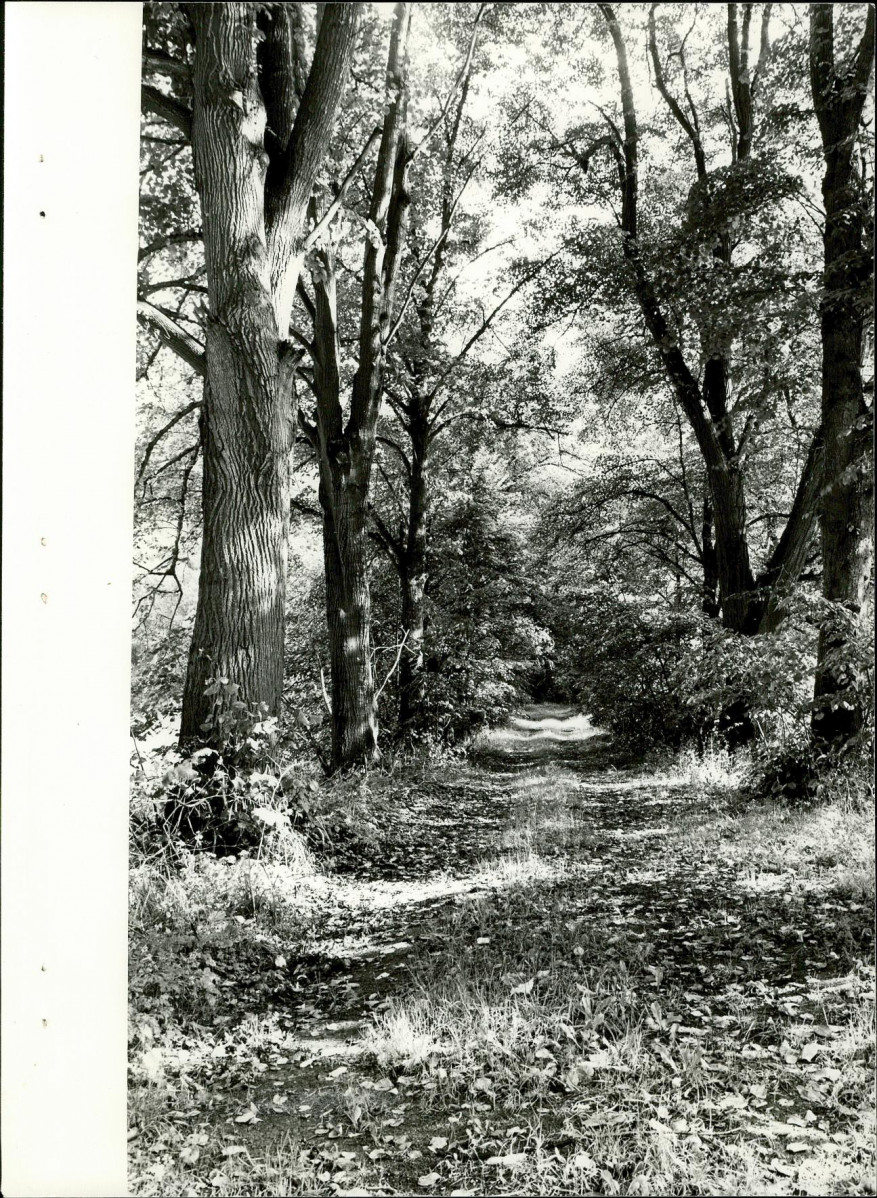 EP - Ewidencja parkowa, skan nr 34