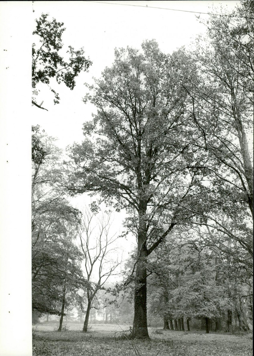 Ewidencja parkowa, skan nr 29