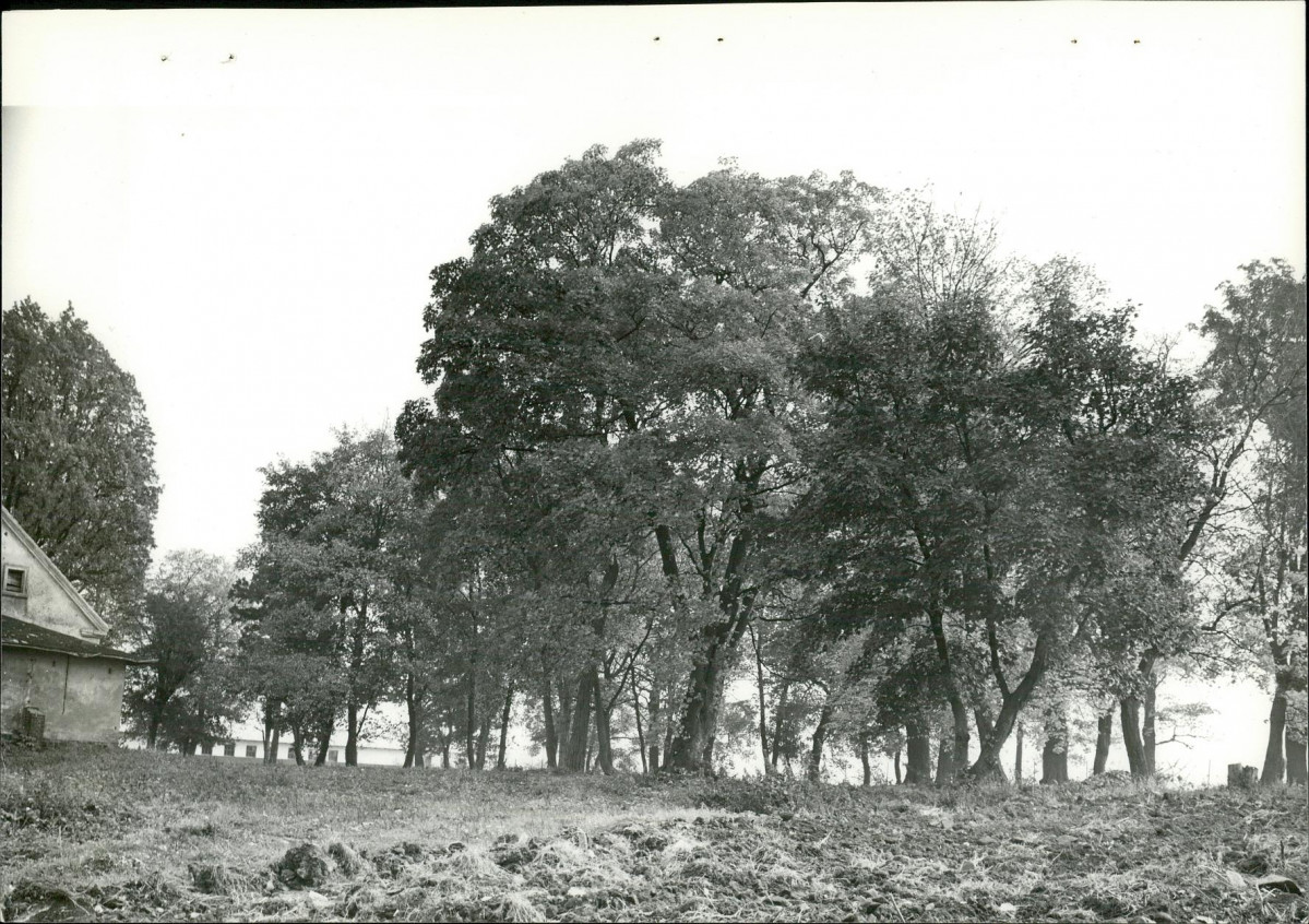 Ewidencja parkowa, skan nr 21