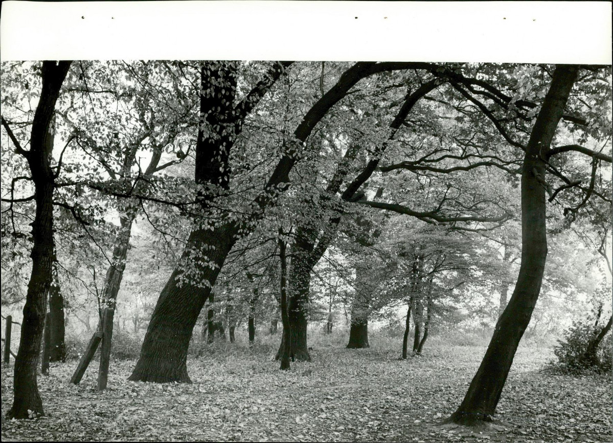 Ewidencja parkowa, skan nr 23