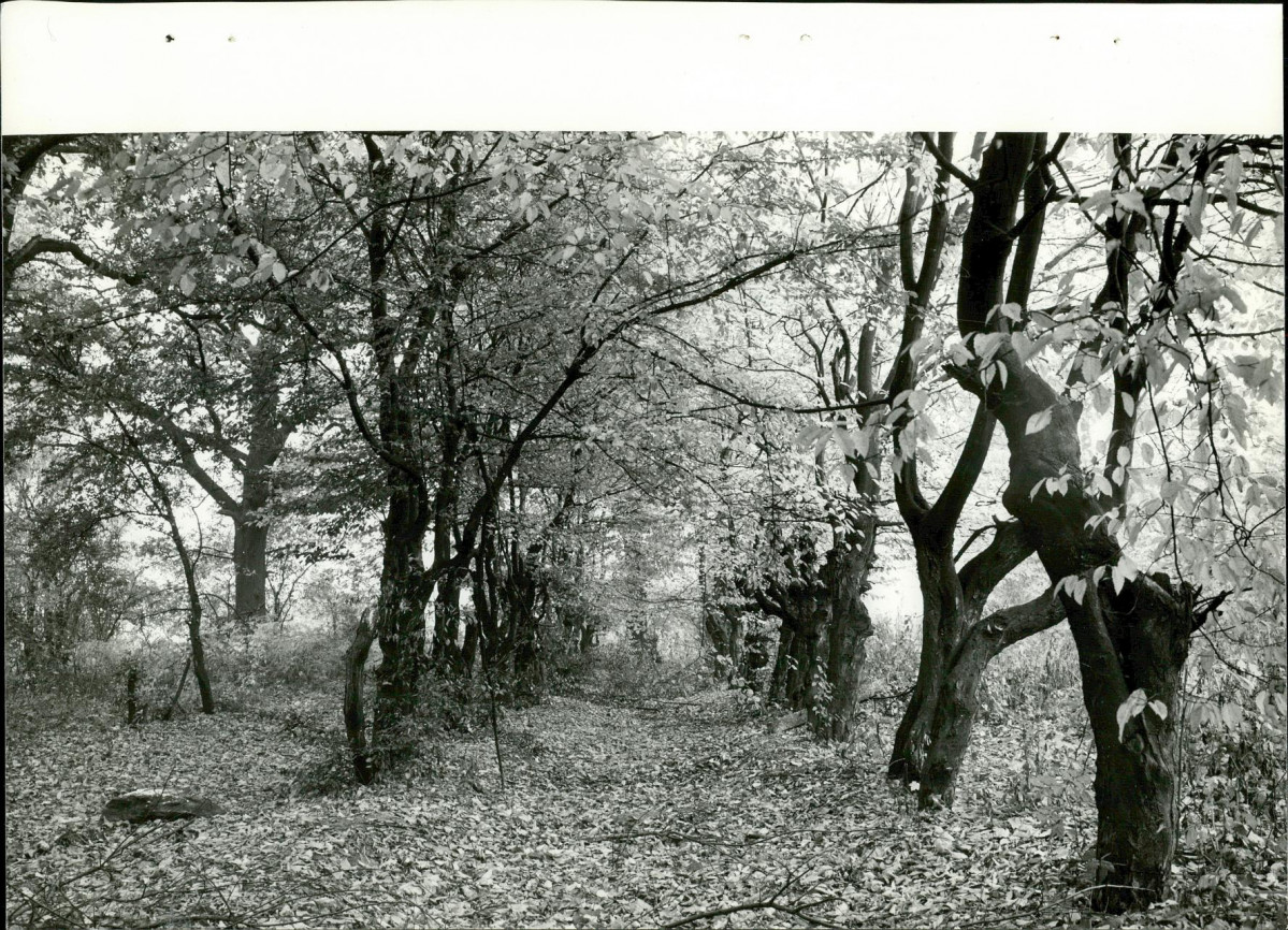 Ewidencja parkowa, skan nr 27