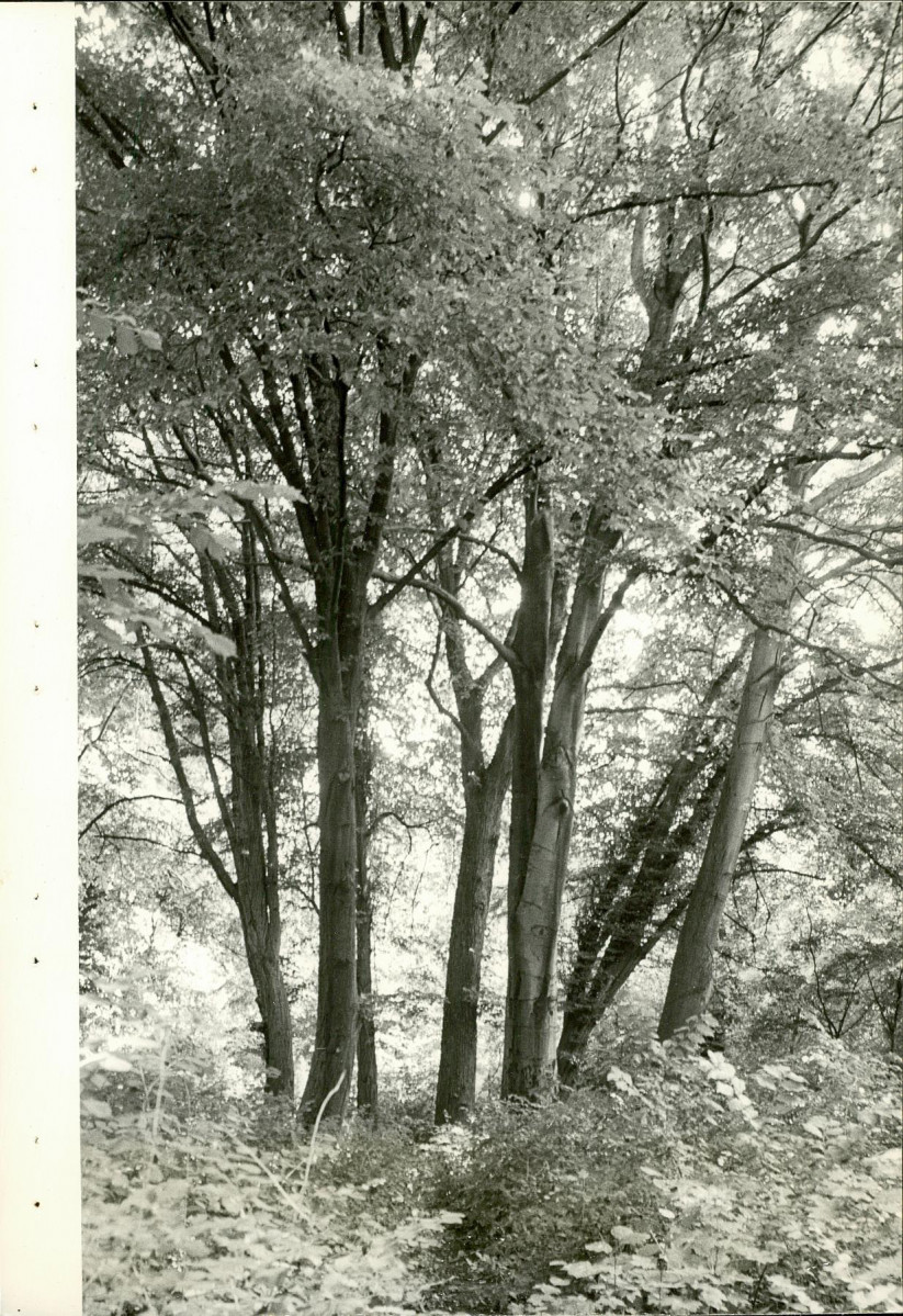 Ewidencja parkowa, skan nr 21