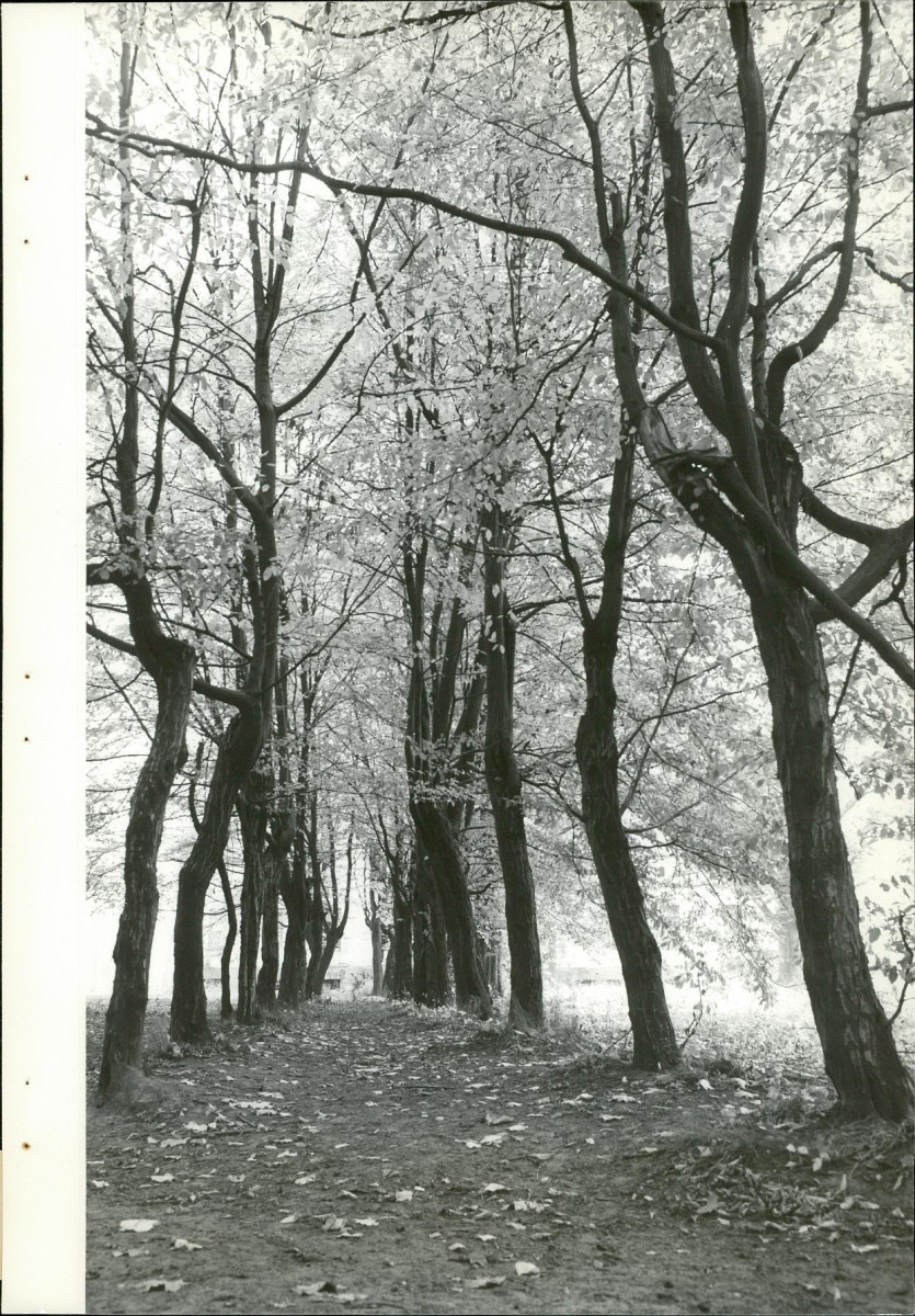 Ewidencja parkowa, skan nr 28
