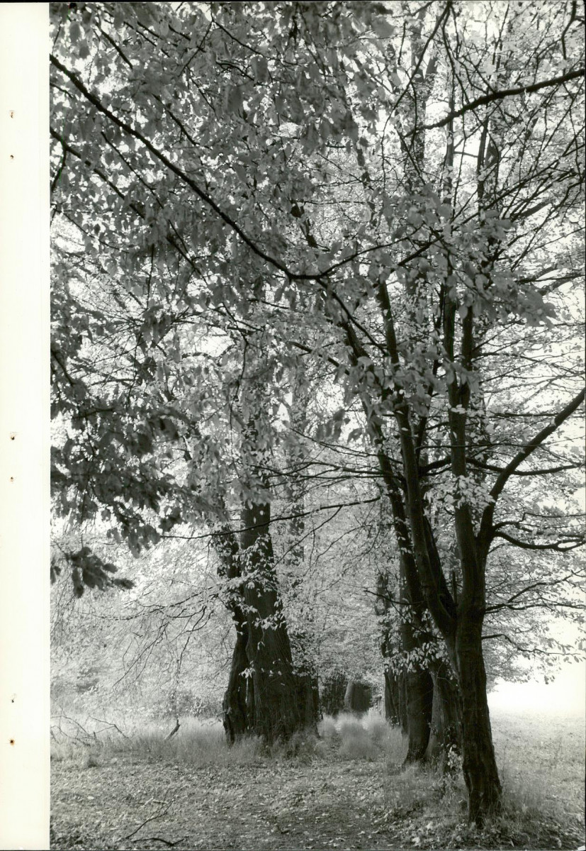Ewidencja parkowa, skan nr 30