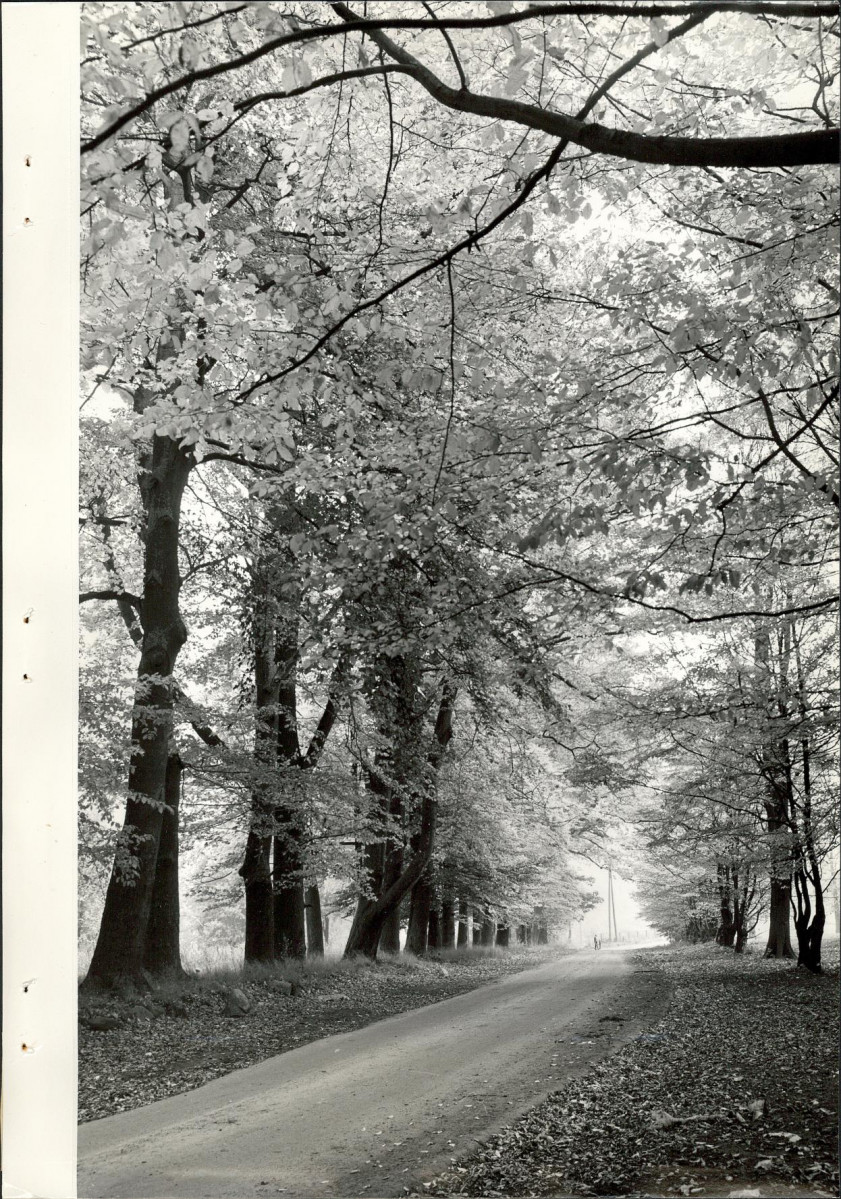 Ewidencja parkowa, skan nr 32