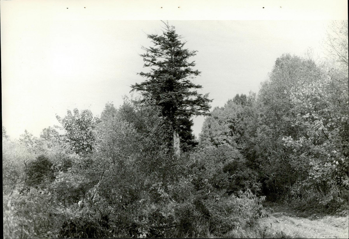 Ewidencja parkowa, skan nr 26
