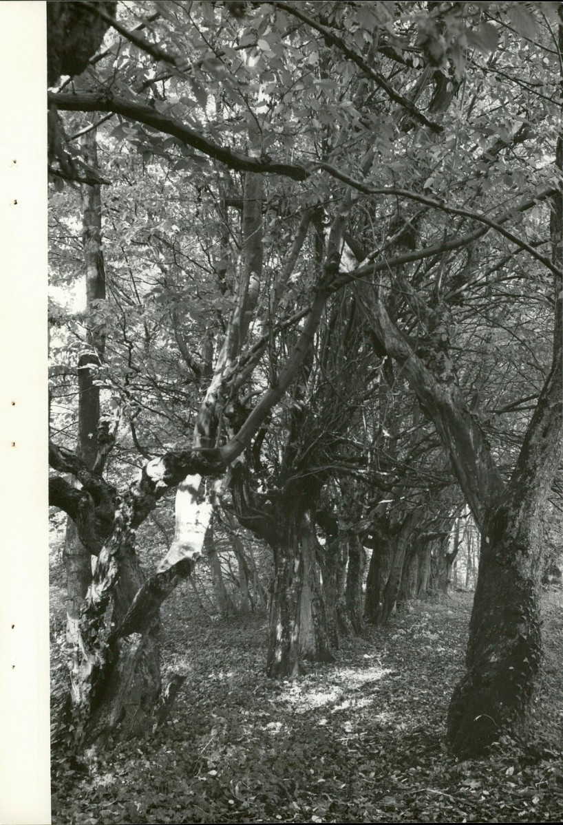 Ewidencja parkowa, skan nr 28