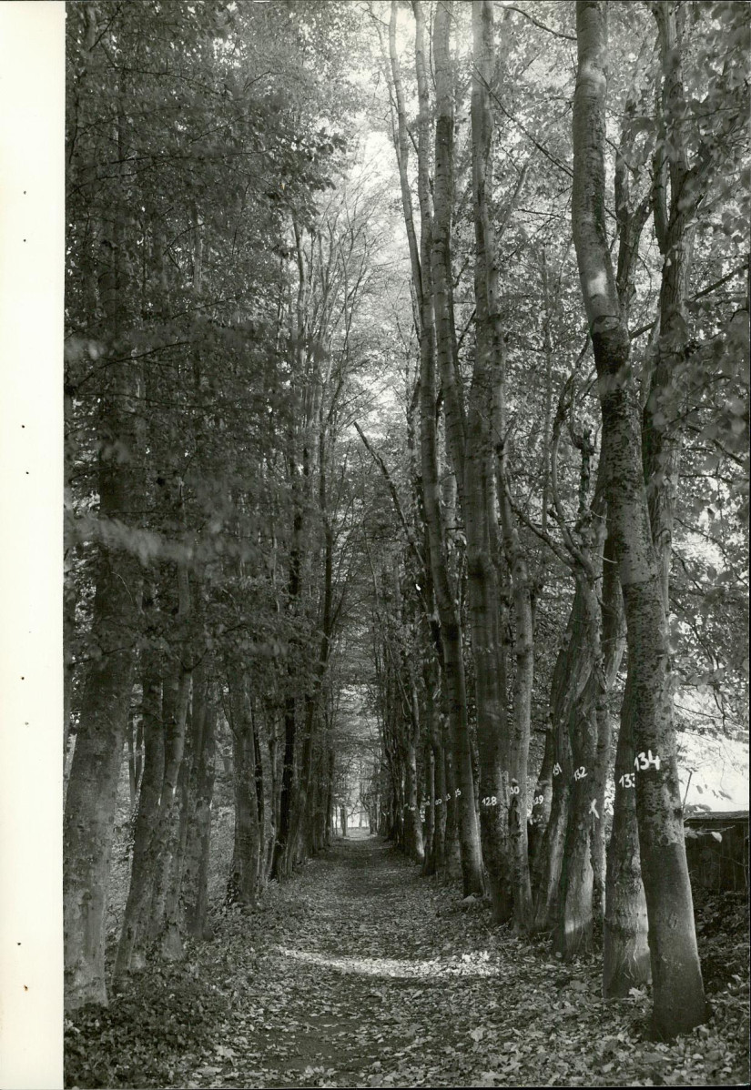 EP - Ewidencja parkowa, skan nr 70