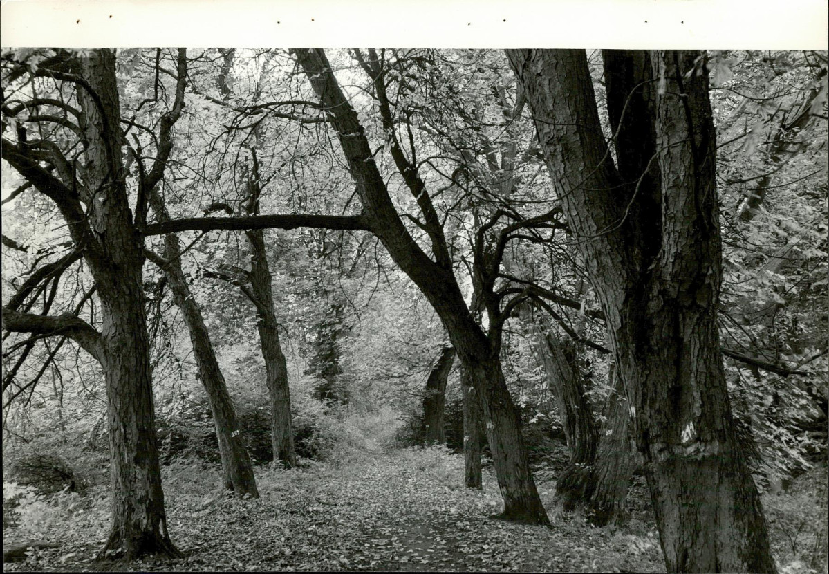 EP - Ewidencja parkowa, skan nr 72